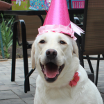 birthday dog