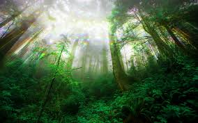 ethereal forest